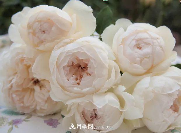 10款月季花，花比拳頭大，隨便一棵就能長一院子(圖4)
