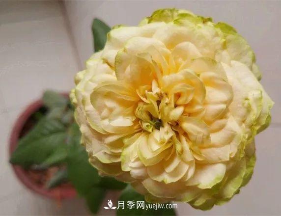 10款月季花，花比拳頭大，隨便一棵就能長一院子(圖8)