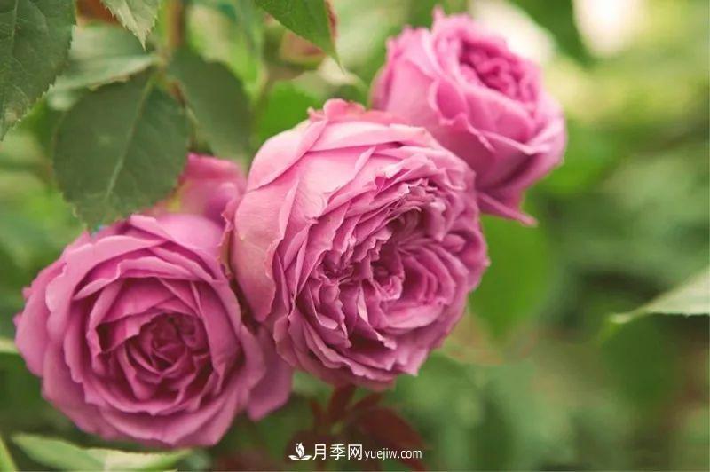 10款月季花，花比拳頭大，隨便一棵就能長一院子(圖7)