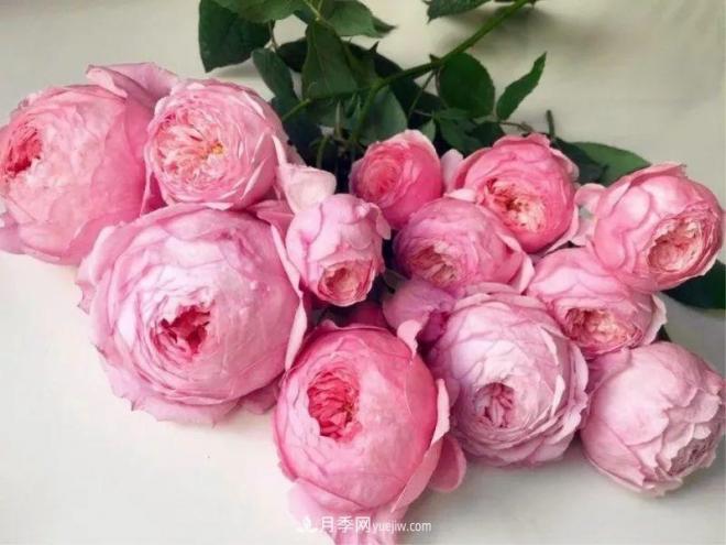 10款月季花，花比拳頭大，隨便一棵就能長一院子(圖10)