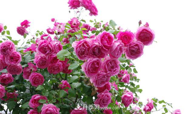 推薦給小白花友這6種月季花，扔到土里就能活(圖2)