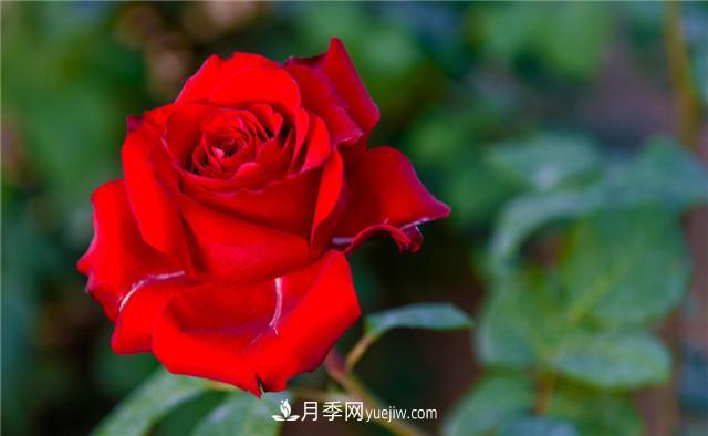 推薦給小白花友這6種月季花，扔到土里就能活(圖4)