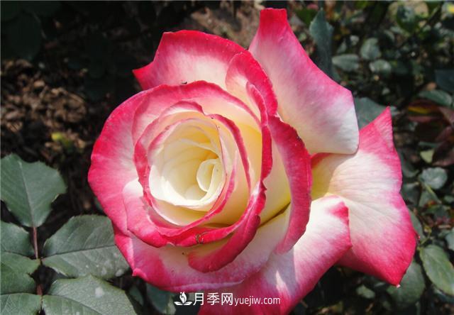 推薦給小白花友這6種月季花，扔到土里就能活(圖5)