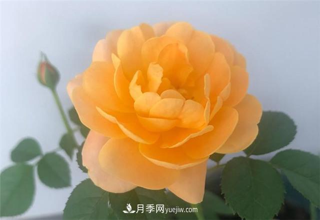 推薦給小白花友這6種月季花，扔到土里就能活(圖7)