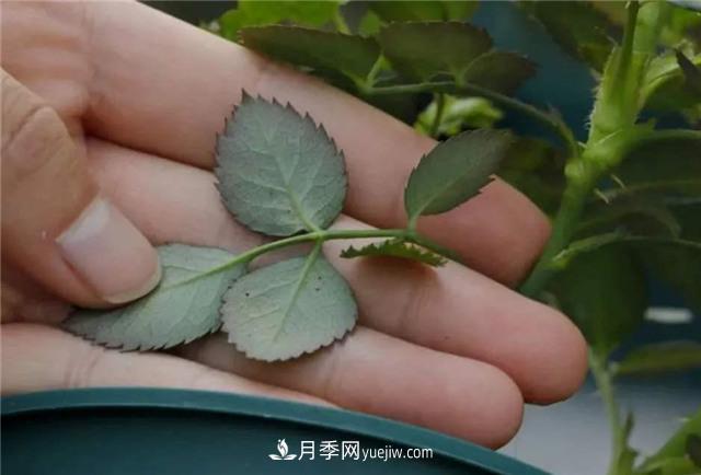 紅蜘蛛是月季花的天敵，有3種方法輕松消滅(圖3)