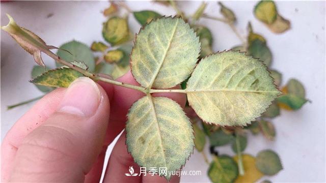 紅蜘蛛是月季花的天敵，有3種方法輕松消滅(圖1)