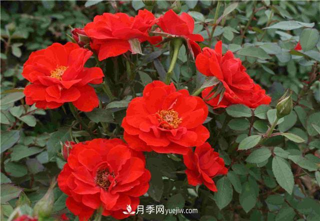 十月養(yǎng)月季，三個動作“虐一虐”，15天催新筍，綻放層疊群花(圖2)