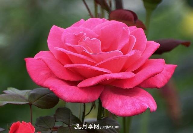 十月養(yǎng)月季，三個動作“虐一虐”，15天催新筍，綻放層疊群花(圖3)