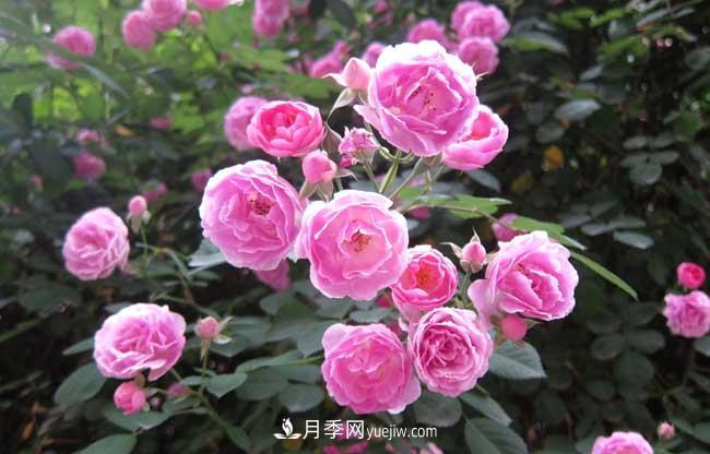 十月養(yǎng)月季，三個動作“虐一虐”，15天催新筍，綻放層疊群花(圖4)