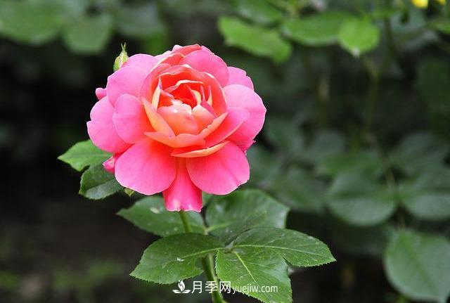 十月養(yǎng)月季，三個動作“虐一虐”，15天催新筍，綻放層疊群花(圖1)