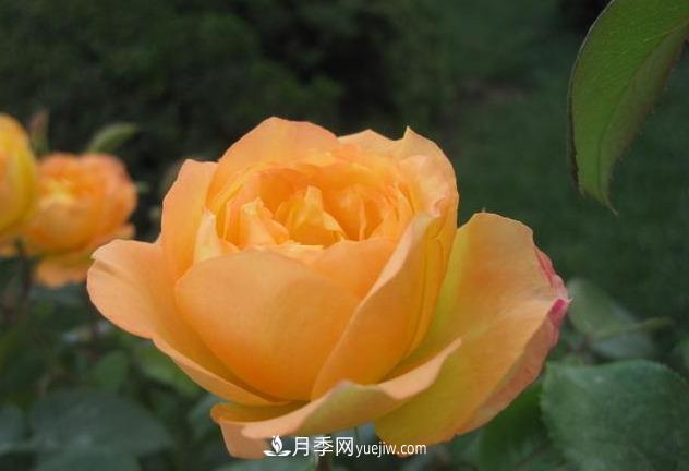 十月養(yǎng)月季，三個動作“虐一虐”，15天催新筍，綻放層疊群花(圖5)
