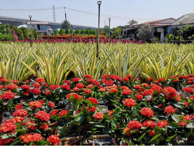 廣東省中山市橫欄鎮(zhèn)，這個(gè)3萬畝的花木之鄉(xiāng)，畝均年產(chǎn)值竟達(dá)10萬元(圖4)