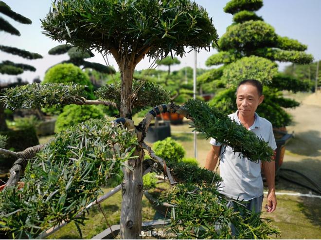 廣東省中山市橫欄鎮(zhèn)，這個(gè)3萬畝的花木之鄉(xiāng)，畝均年產(chǎn)值竟達(dá)10萬元(圖5)