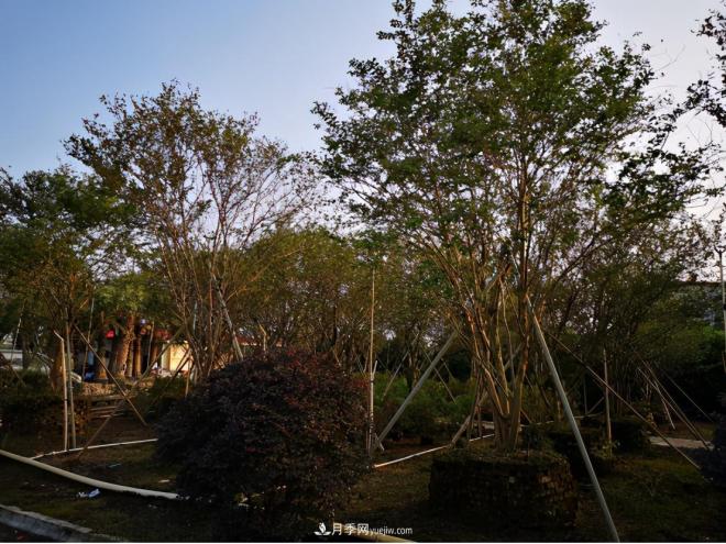 廣東省中山市橫欄鎮(zhèn)，這個(gè)3萬畝的花木之鄉(xiāng)，畝均年產(chǎn)值竟達(dá)10萬元(圖7)