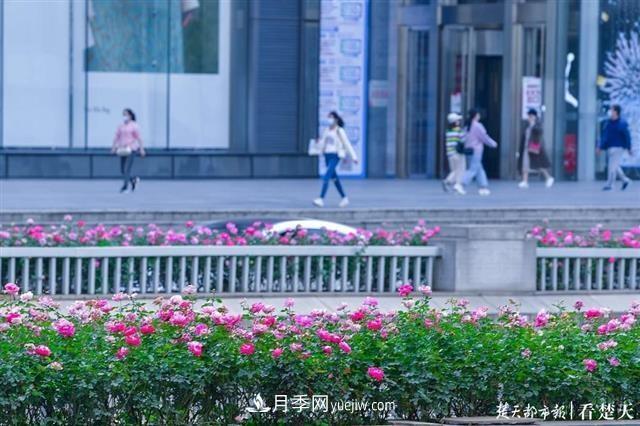 相約金秋，一場月季旋風(fēng)吹遍武漢漢陽三鎮(zhèn)！氣場強(qiáng)大堪比春天(圖1)