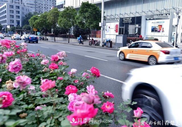 相約金秋，一場月季旋風(fēng)吹遍武漢漢陽三鎮(zhèn)！氣場強(qiáng)大堪比春天(圖2)