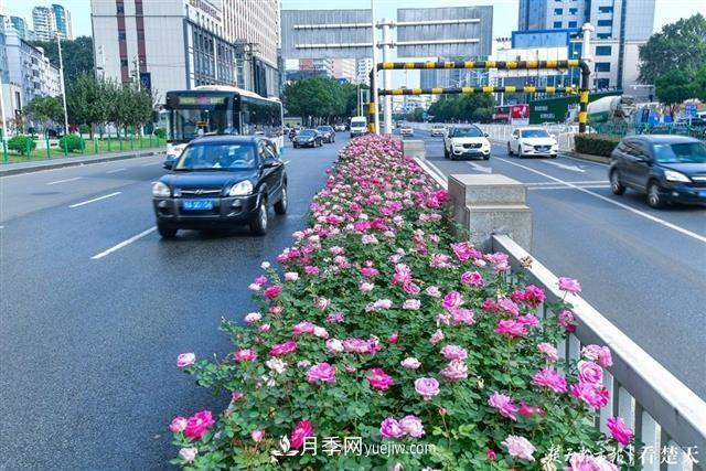 相約金秋，一場月季旋風(fēng)吹遍武漢漢陽三鎮(zhèn)！氣場強(qiáng)大堪比春天(圖3)