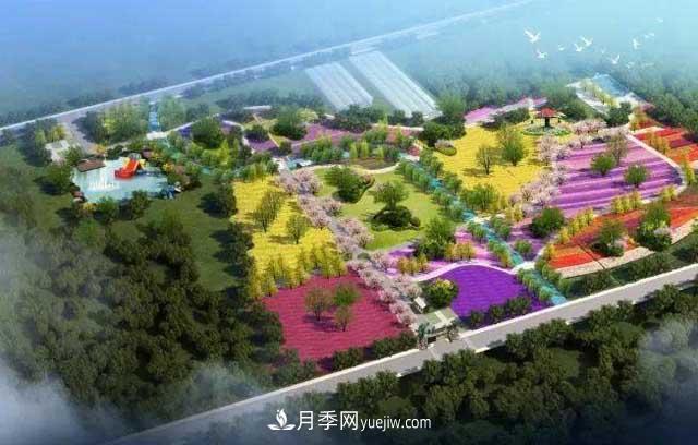 山東滕州北辛街道建成一座月季花海，總占地100畝真漂亮！(圖1)