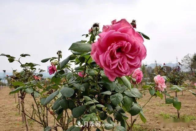 山東滕州北辛街道建成一座月季花海，總占地100畝真漂亮！(圖5)