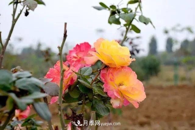 山東滕州北辛街道建成一座月季花海，總占地100畝真漂亮！(圖4)