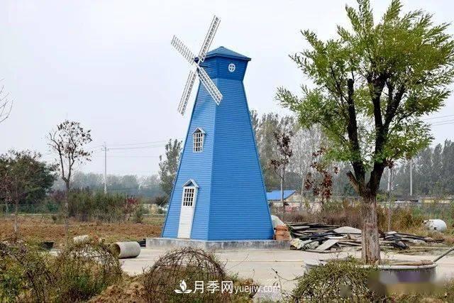 山東滕州北辛街道建成一座月季花海，總占地100畝真漂亮！(圖2)
