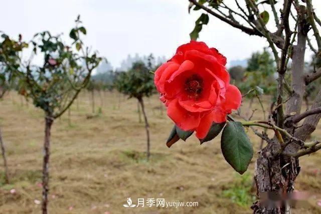 山東滕州北辛街道建成一座月季花海，總占地100畝真漂亮！(圖6)
