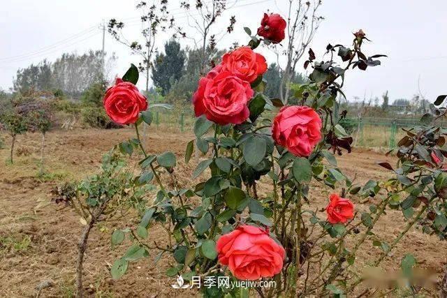 山東滕州北辛街道建成一座月季花海，總占地100畝真漂亮！(圖7)