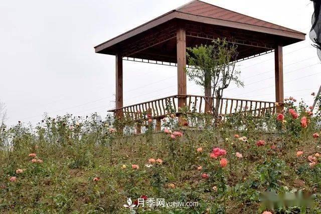 山東滕州北辛街道建成一座月季花海，總占地100畝真漂亮！(圖10)