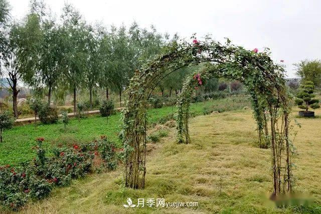 山東滕州北辛街道建成一座月季花海，總占地100畝真漂亮！(圖9)