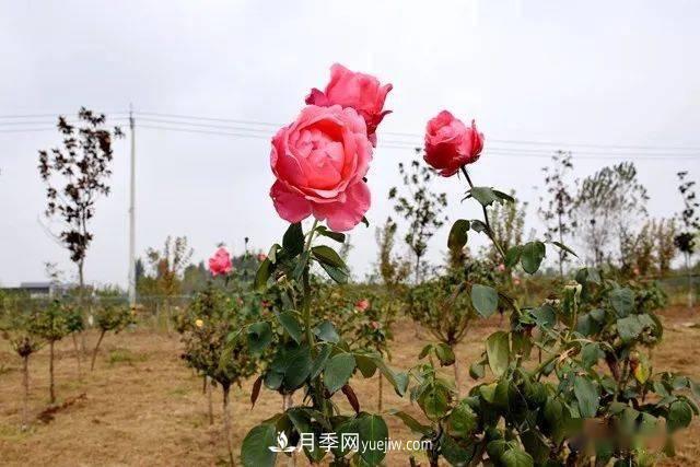 山東滕州北辛街道建成一座月季花海，總占地100畝真漂亮！(圖15)