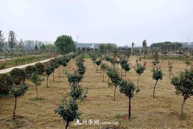 山東滕州北辛街道建成一座月季花海，總占地100畝真漂亮！(圖14)
