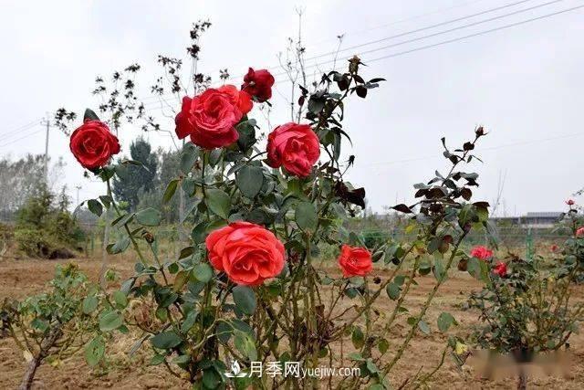 山東滕州北辛街道建成一座月季花海，總占地100畝真漂亮！(圖13)