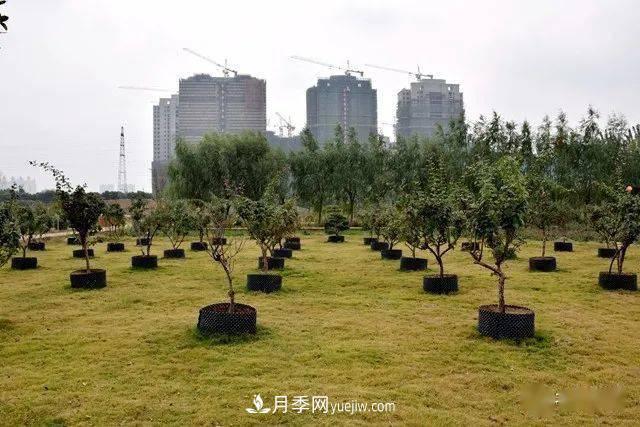 山東滕州北辛街道建成一座月季花海，總占地100畝真漂亮！(圖16)