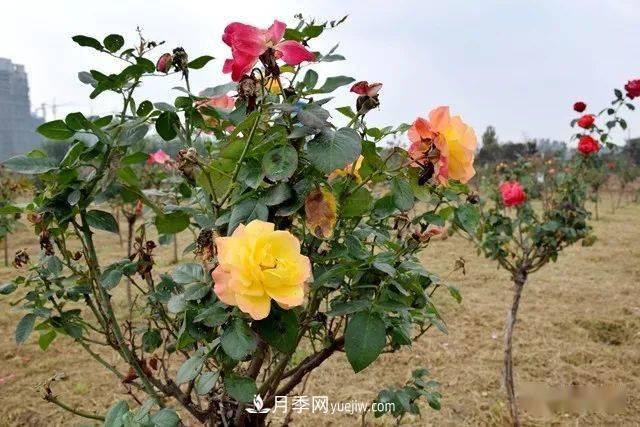 山東滕州北辛街道建成一座月季花海，總占地100畝真漂亮！(圖12)