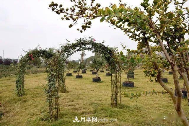 山東滕州北辛街道建成一座月季花海，總占地100畝真漂亮！(圖17)