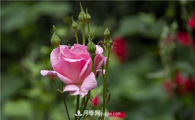 嫁接月季優(yōu)點多，你養(yǎng)過嗎？(圖1)