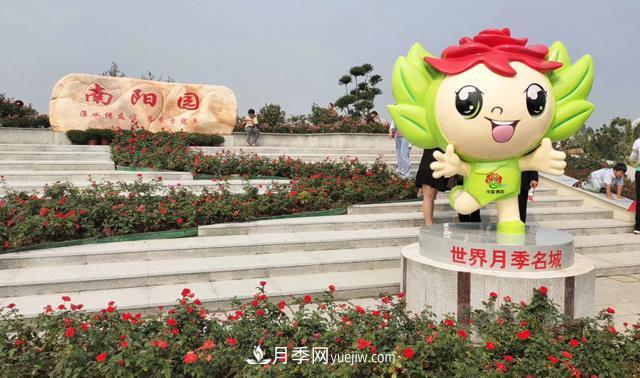 被52座城市共同選為市花的月季有什么魅力？國家園林綠化重大貢獻(xiàn)者(圖1)