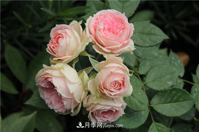 被52座城市共同選為市花的月季有什么魅力？國家園林綠化重大貢獻(xiàn)者(圖3)