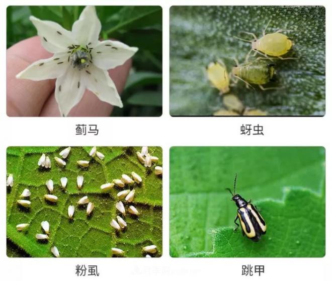 8種花木常用農(nóng)藥介紹，價格便宜效果很好(圖2)