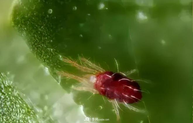 8種花木常用農(nóng)藥介紹，價格便宜效果很好(圖4)