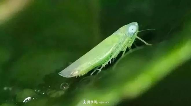 8種花木常用農(nóng)藥介紹，價格便宜效果很好(圖6)
