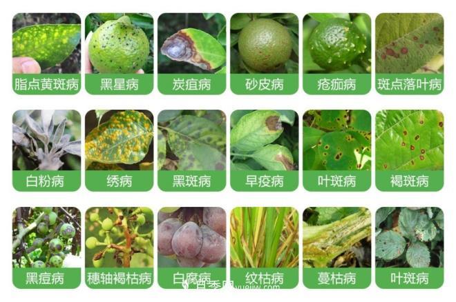 8種花木常用農(nóng)藥介紹，價格便宜效果很好(圖1)