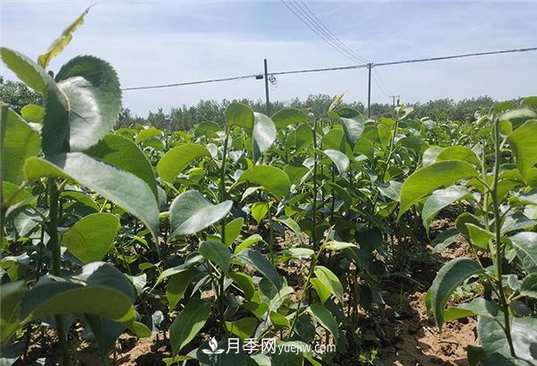 桃樹苗梨樹苗批發(fā)，南陽天宸果樹苗木基地(圖1)
