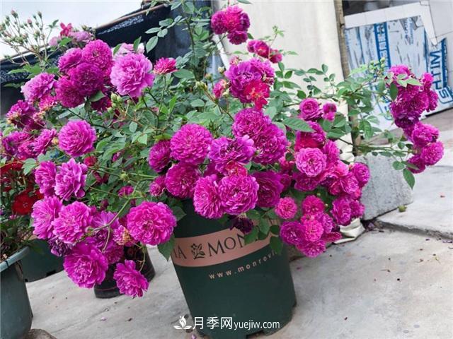 這幾個(gè)微型月季簡(jiǎn)直就是移動(dòng)的香水，不入手虧大了(圖1)