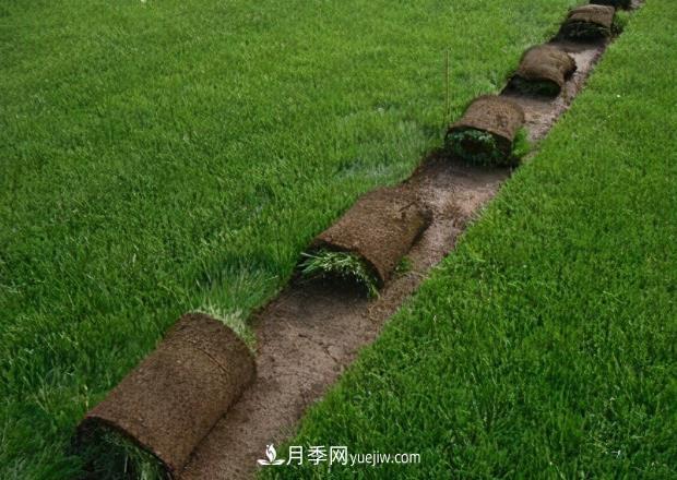 綠化草坪早熟禾和哪些草坪混播效果***好，混播的優(yōu)勢(圖1)