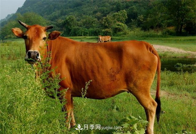 全國那么多品種的牛，為啥俺們南陽黃牛那么出名？原因在這！(圖1)