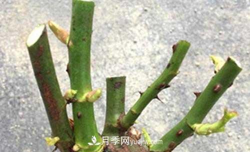 入月季坑3年，冬天來臨時我都會給月季進行一次大修剪(圖2)