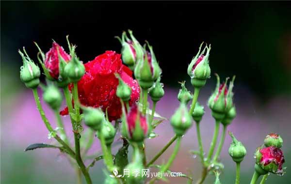 入月季坑3年，冬天來臨時我都會給月季進行一次大修剪(圖1)