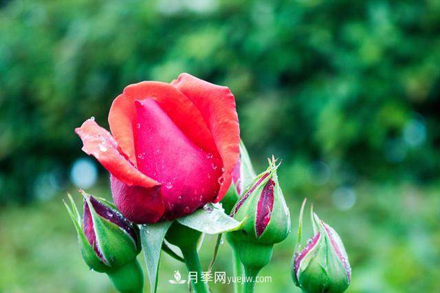 入坑月季別著急，新手先看看這6點(diǎn)干貨建議(圖1)
