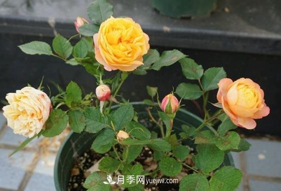 月季秋季養(yǎng)護(hù)的重點(diǎn)，如果疏忽這些來年開花就困難了(圖1)
